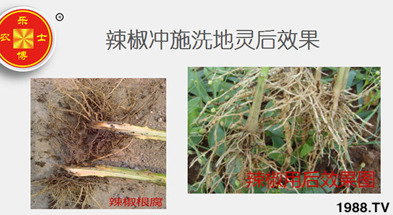 辣椒