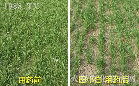 節(jié)節(jié)麥如何防除，用什么藥？怎么打藥效果好？