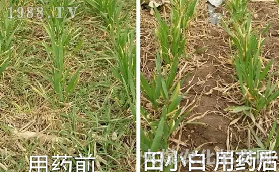 節(jié)節(jié)麥如何防除，用什么藥？怎么打藥效果好？