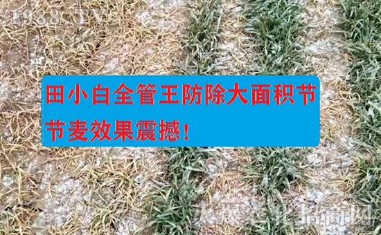 節(jié)節(jié)麥如何防除，用什么藥？怎么打藥效果好？