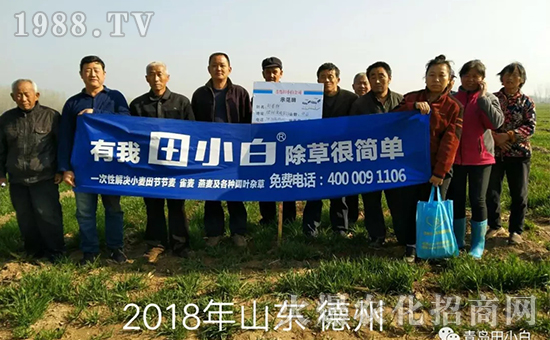 節(jié)節(jié)麥如何防除，用什么藥？怎么打藥效果好？