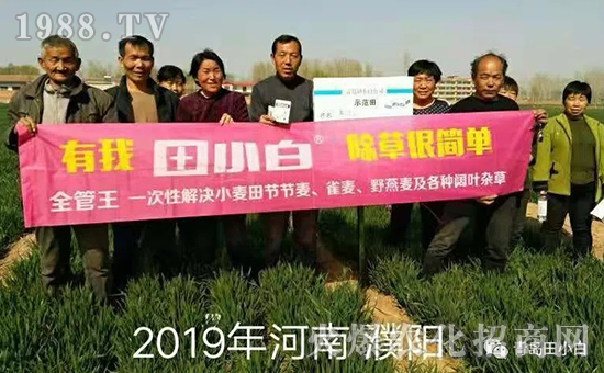 39節(jié)節(jié)麥如何防除，用什么藥？怎么打藥效果好？