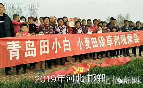 節(jié)節(jié)麥如何防除，用什么藥？怎么打藥效果好？
