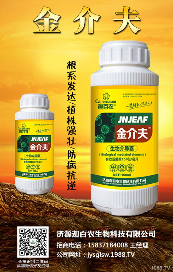 生姜得了莖基腐病怎么辦？生姜莖基腐病的診斷與防治！