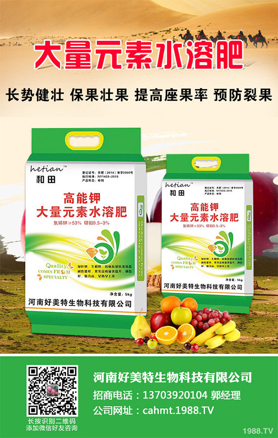 大棚西芹你知道該如何種植嗎？大棚西芹種植管理技術(shù)