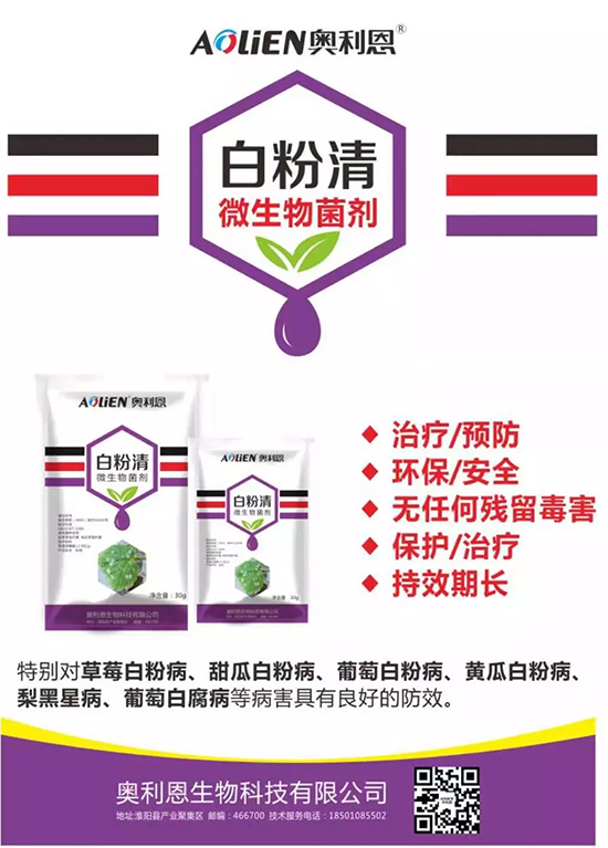 白粉病“反復(fù)難纏”？ 記住這個(gè)藥，高效防治白粉病，鏟除！