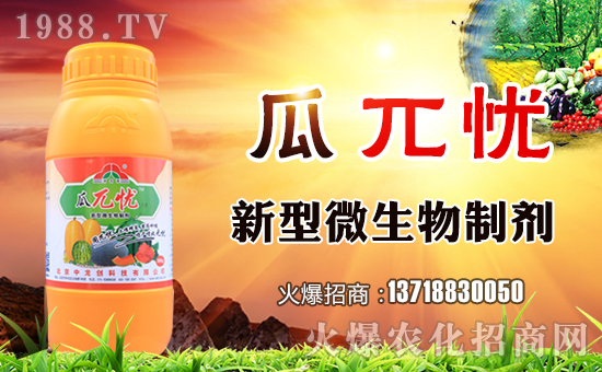 甜瓜早衰漫談之一：預防早衰就要讓根生長在健康土壤