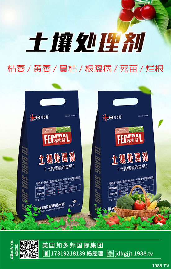 貢菊花該如何栽培？貢菊花高產(chǎn)栽培技術(shù)