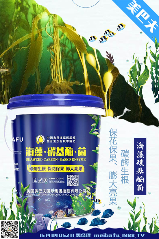 貢菊花該如何選購？貢菊花的常見用法