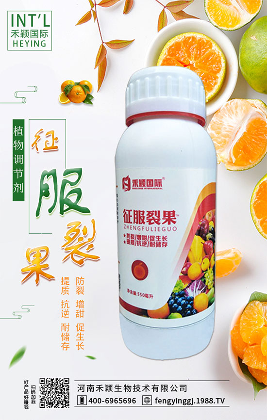 木耳菜什么時間種植？木耳菜種植方法！