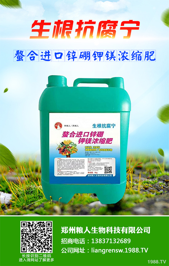 新鮮天麻和干天麻有哪些區(qū)別？那個(gè)效果更好？