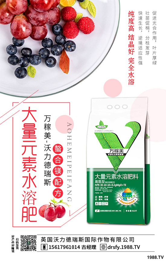 冬季該如何栽培馬鈴薯？七步輕松獲得高產(chǎn)