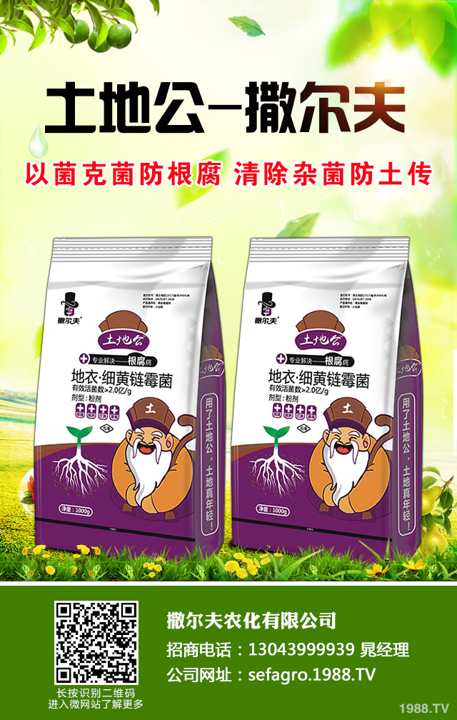 紫皮蒜怎么種植？紫皮蒜的種植管理方法
