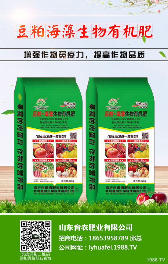 西蘭花種植需要注意些什么？西蘭花四個(gè)種植階段的管理要點(diǎn)