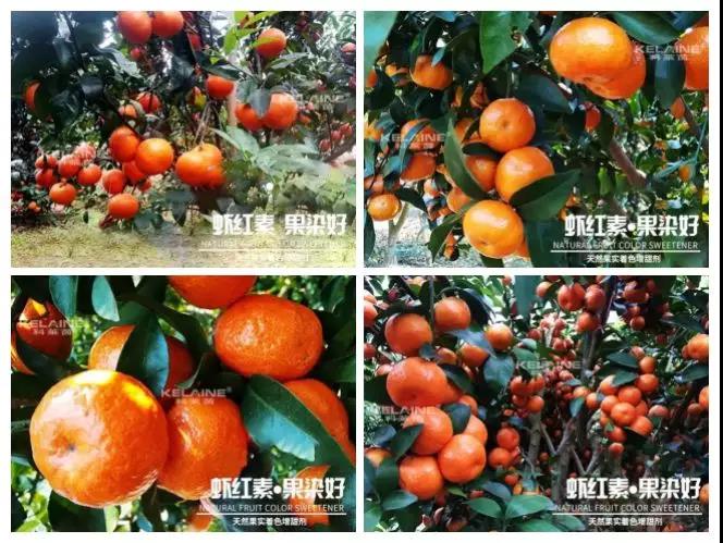 天然果實著色增甜劑——蝦紅素●果染好！