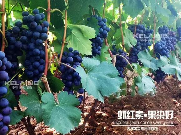 天然果實著色增甜劑——蝦紅素●果染好！