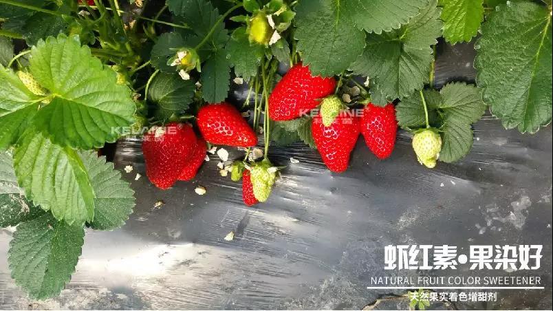 天然果實著色增甜劑——蝦紅素●果染好！