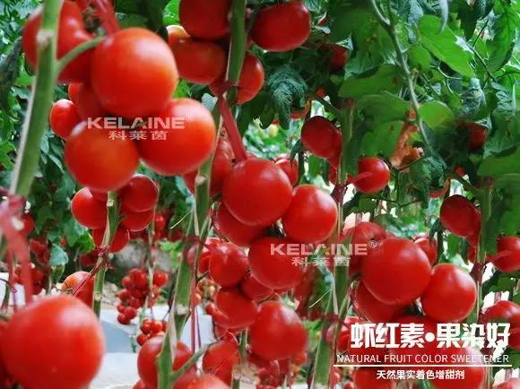 天然果實著色增甜劑——蝦紅素●果染好！