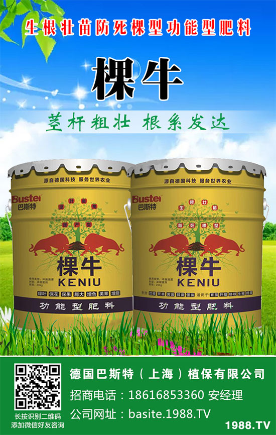 洋蔥如何施肥？洋蔥科學(xué)合理的施肥方法！