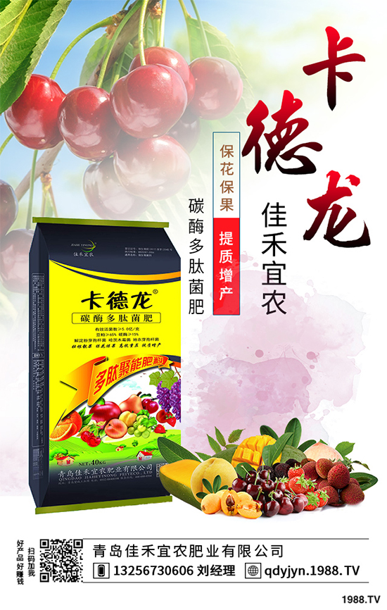 白菜不包心的原因?白菜結(jié)球包心期的管理要點