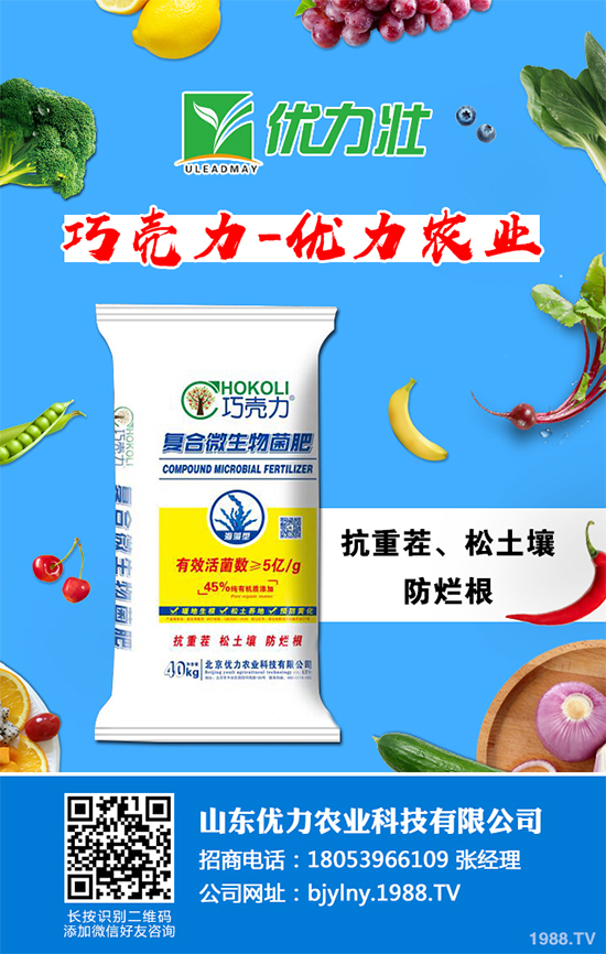 芹菜軟腐病來襲，到底該如何防治？芹菜軟腐病的危害與防治