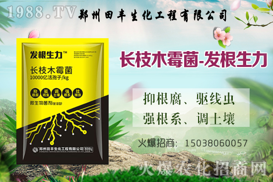 小麥漲價了！今日小麥價格穩(wěn)中偏強，部分地區(qū)繼續(xù)上漲！