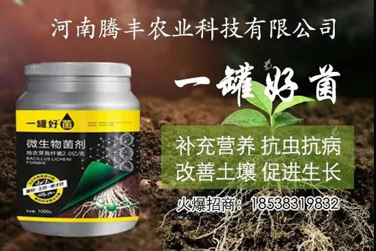 葛根種植幾年可以賣，高產(chǎn)葛根種植方法！