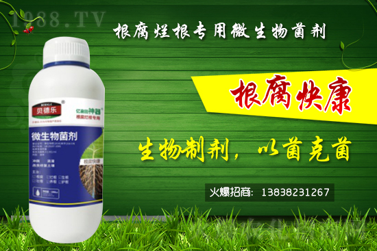 微生物菌劑可以治根腐病嗎？怎么選擇？