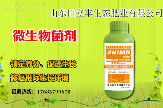 板藍根該如何種植?板藍根種植前景和效益怎么樣?
