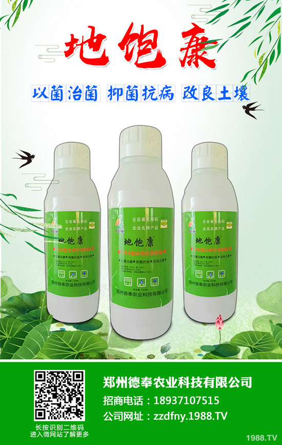 南瓜黑星病有哪些癥狀？南瓜黑星病防治方法