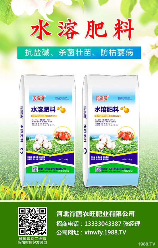 香菜如何種植香味濃產(chǎn)量高？韓國(guó)大棵香菜栽培技術(shù)！