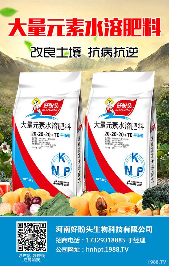 西蘭花什么時間種植？西蘭花田間如何管理？