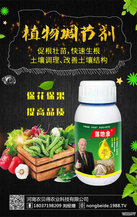 白掌葉片發(fā)黑是什么原因？白掌養(yǎng)殖注意要點！