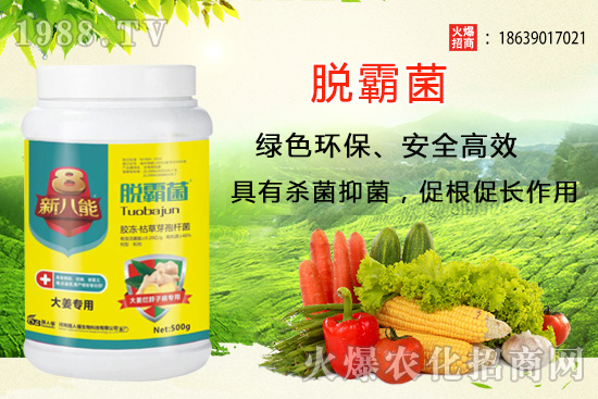 花生種植選什么品種？花生種植前景分析及品種推薦！