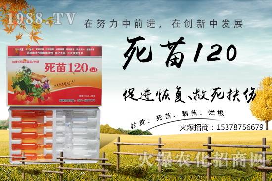  蔬菜種植不長根，緩苗慢，死苗爛根？學會這些方法，蔬菜死苗爛根都不怕！