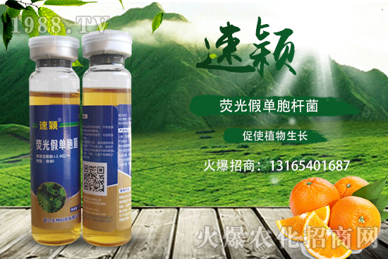 柑橘潰瘍病危害一年比一年嚴(yán)重，柑橘潰瘍病如何防控？