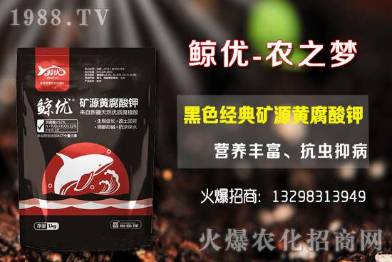 青棗的種植密度，青棗的品種選擇及種植方法！