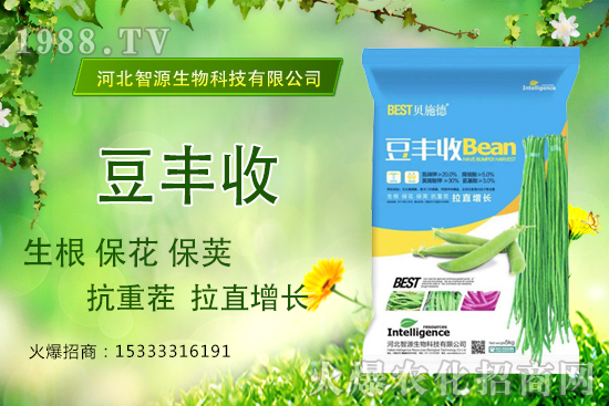 用了“豆豐收”，豆角拉直增長(zhǎng)產(chǎn)量高？豆豐收有什么優(yōu)勢(shì)？