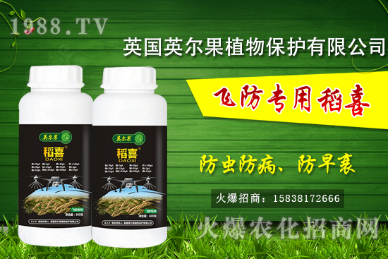警惕！水稻早衰現(xiàn)象危害大！水稻早衰是什么原因，該怎么防治？