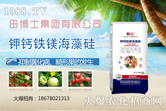越夏番茄畸形果、產(chǎn)量上不去！防治番茄畸形果，這些要領(lǐng)需掌握！