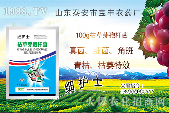     作物萎蔫、干枯，多半是發(fā)生了青枯?。∏嗫莶S枯萎?。〗棠汨b別難治病害！