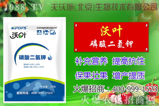 西紅柿摘葉有哪些好處，番茄摘葉技術(shù)及注意事項！