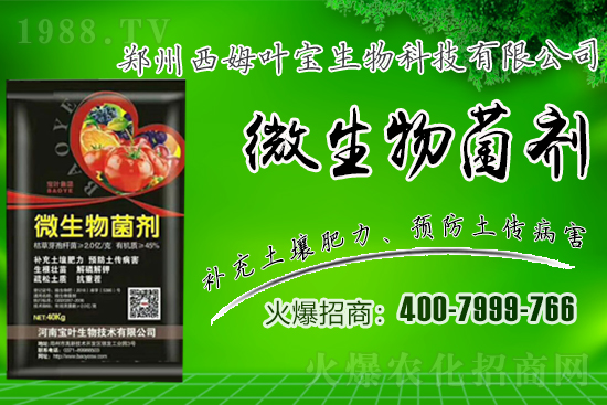 春季適合露地栽培的蔬菜品種有哪些？有哪些種植注意事項(xiàng)？