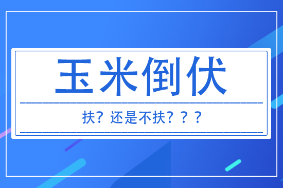 玉米倒伏到底扶不扶？ 答案來了！