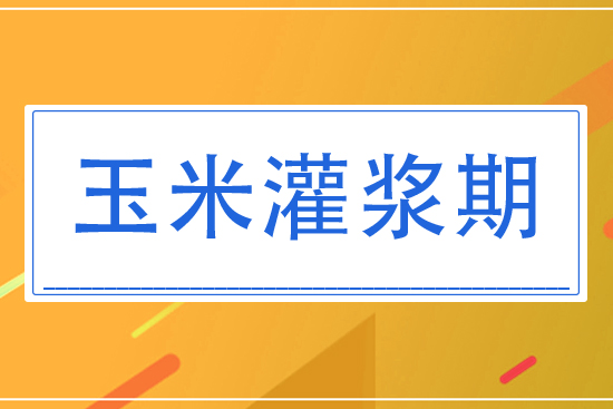 8月玉米灌漿期將怎么管理？
