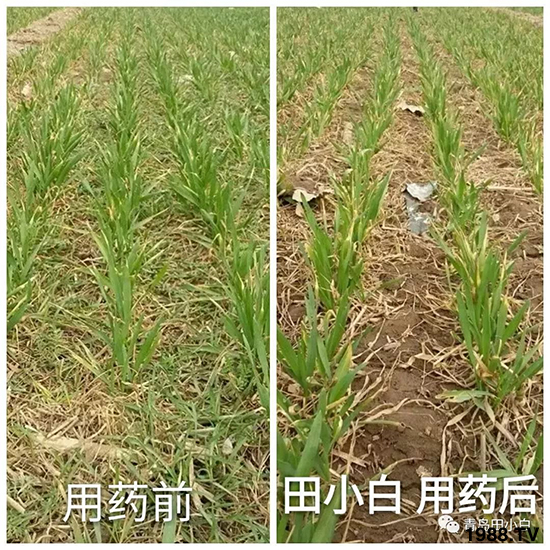 小麥雜草，節(jié)節(jié)麥泛濫成災(zāi)，怎么辦？小麥除草劑怎么選