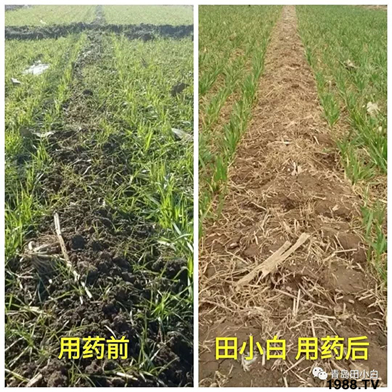 小麥雜草，節(jié)節(jié)麥泛濫成災(zāi)，怎么辦？小麥除草劑怎么選