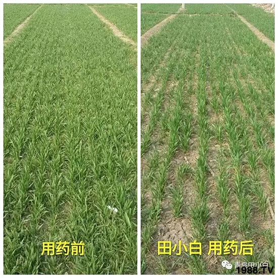 小麥雜草，節(jié)節(jié)麥泛濫成災(zāi)，怎么辦？小麥除草劑怎么選