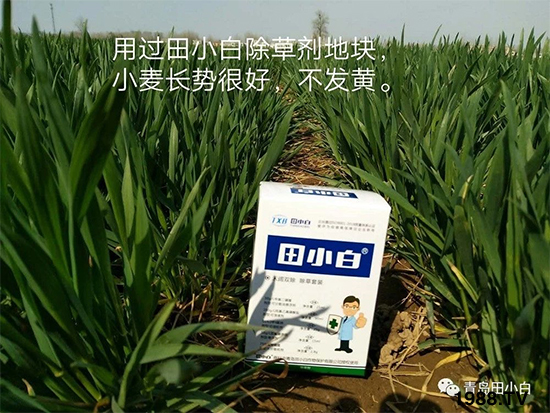 小麥雜草，節(jié)節(jié)麥泛濫成災(zāi)，怎么辦？小麥除草劑怎么選