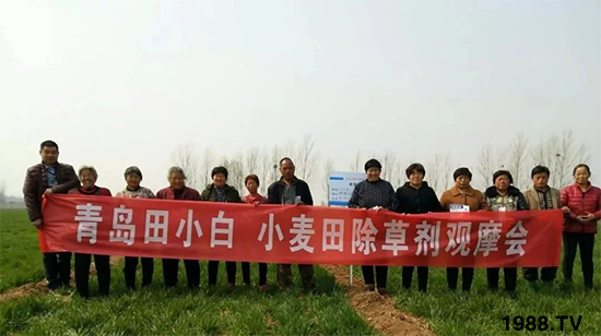 小麥雜草，節(jié)節(jié)麥泛濫成災(zāi)，怎么辦？小麥除草劑怎么選